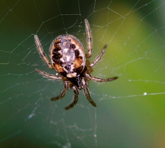 Araneidae (non identificato)